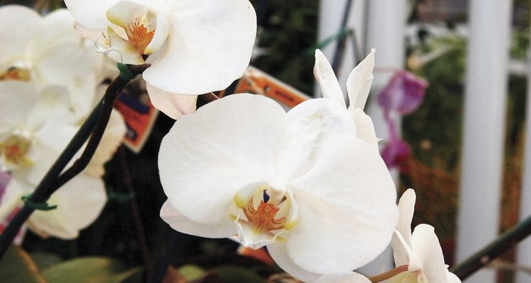 Una orquídea Phalaenopsis puede florecer durante varios meses.