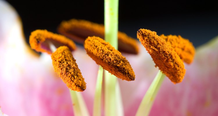 La polinización se produce cuando el polen hace contacto con pistilo de una flor, que se encuentra en el centro de la flor.