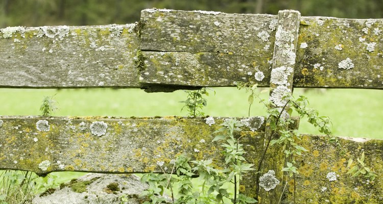 Lichens grow slowly on wood surfaces.
