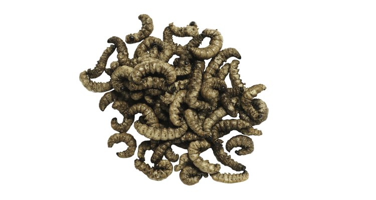 Though mealworms are used commercially as fishing bait, they can become pests if allowed to proliferate.