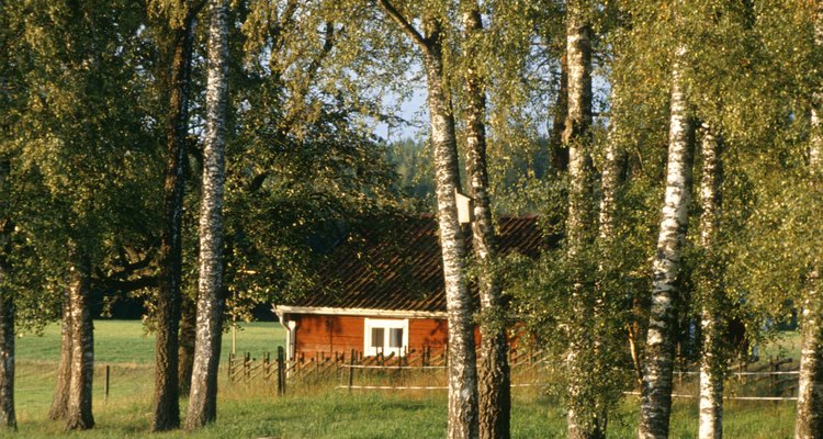 Silver birches cast light, airy shade.