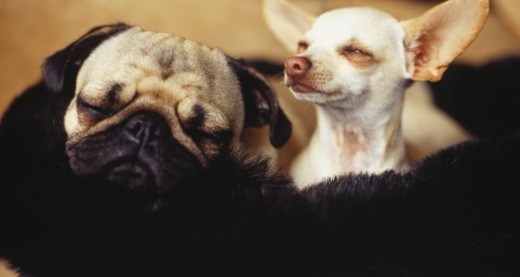 A valeriana tem sido usada para tratar a ansiedade canina