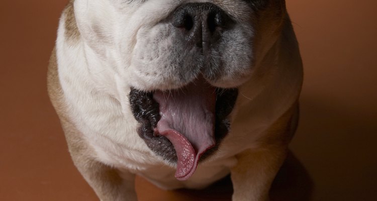 No dejes que un bulldog inglés se convierta en un vago.