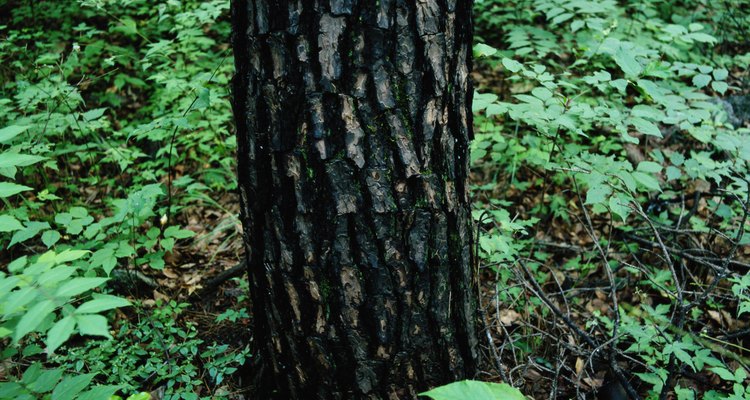 Muchos parásitos pueden matar a un árbol de roble.
