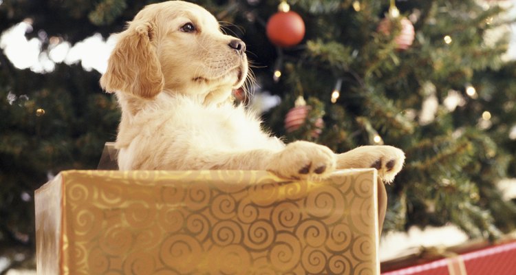 Hora da brincadeira no Natal