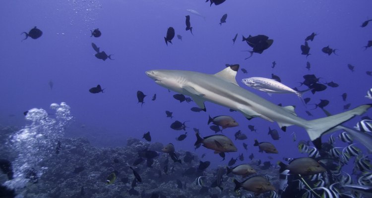 Algunas especies de tiburones son aptos para los acuarios tropicales.