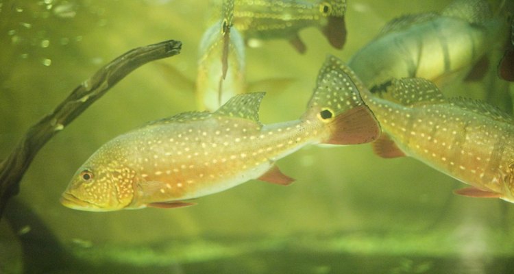 El tratamiento para los peces con agallas rojas es similar, con algunas variaciones, sin importar la causa.