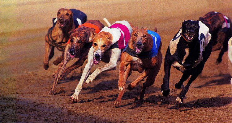 Exposure to diseases is common among racing greyhounds.
