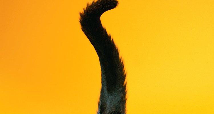 Observa la cola de tu gato.