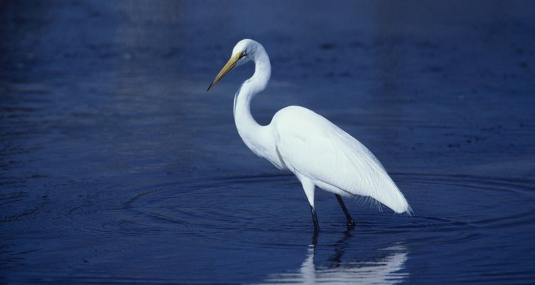 Great egret, North America