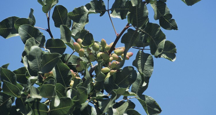 Para podar los pistachos usa la técnica de la poda abierta.