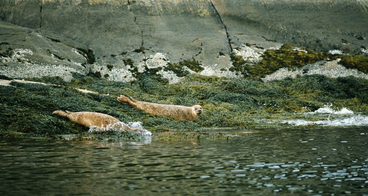 Sea moss has myriad health benefits and is used in many products.