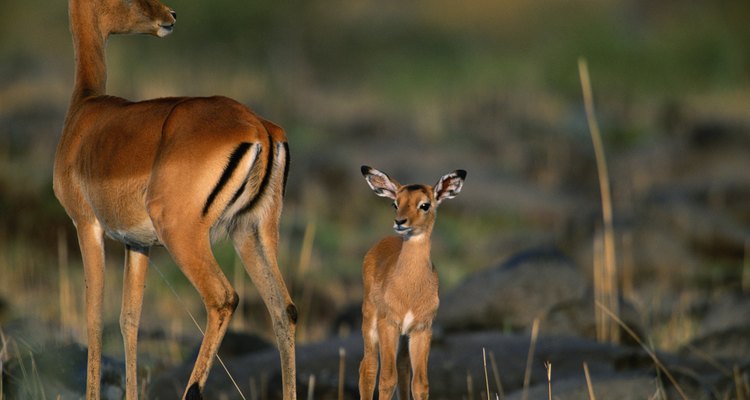 Impala (Aepyceros melampus) standing with it's fawn, close up, Masai Mara, Kenya