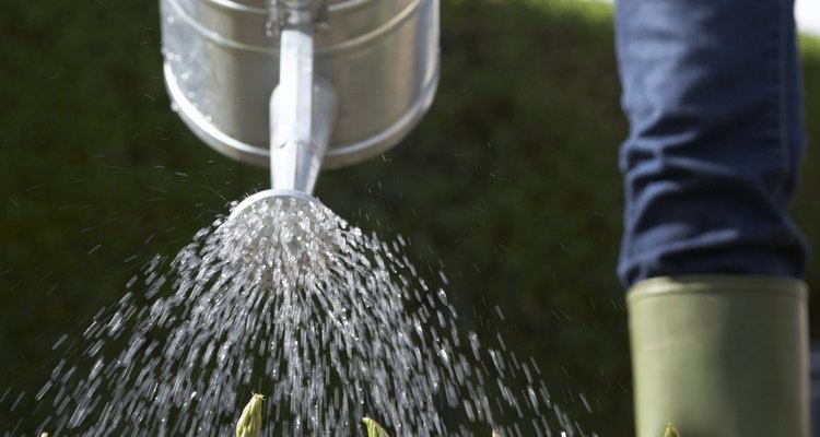 Lo mejor es plantar la planta de frijoles en un lugar en tu jardín donde se exponga a la luz solar por lo menos seis horas al día.