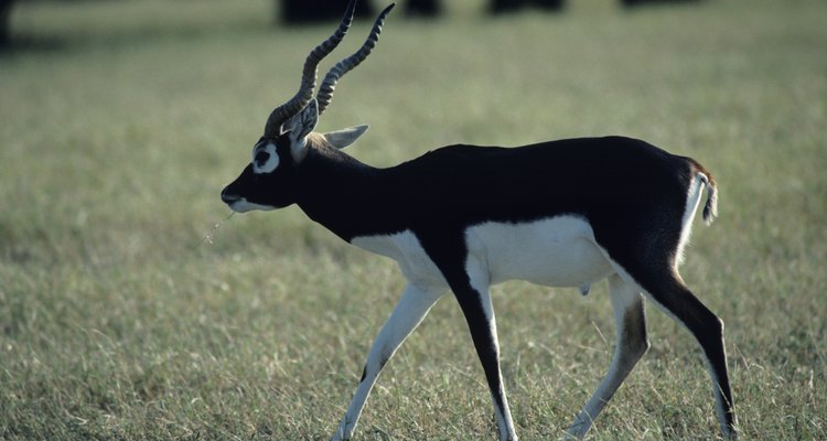 Blackbuck antelope, big buck, Asia