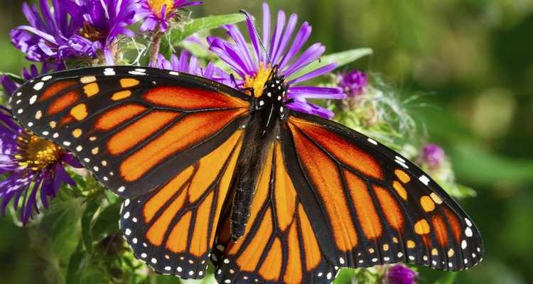 A borboleta monarca abre suas asas sobre uma flor roxa