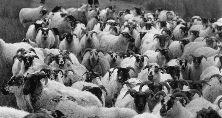 You can either work from a source image, or craft your sheep sculpture from memory.