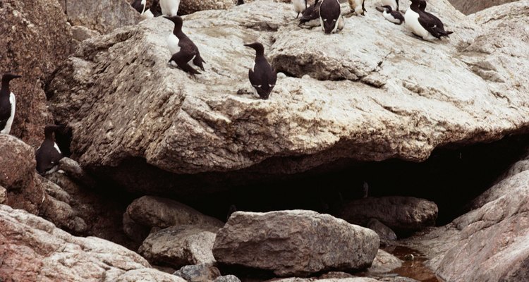Existen 17 especies conocidas de pingüinos, los cuales varían en tamaño, color y comportamiento.