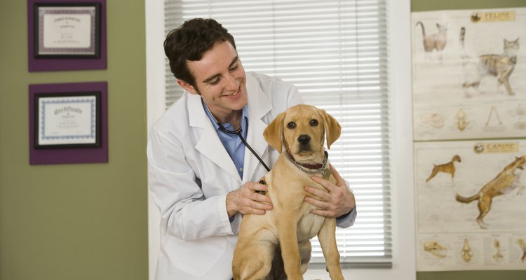 Cachorro en el veterinario