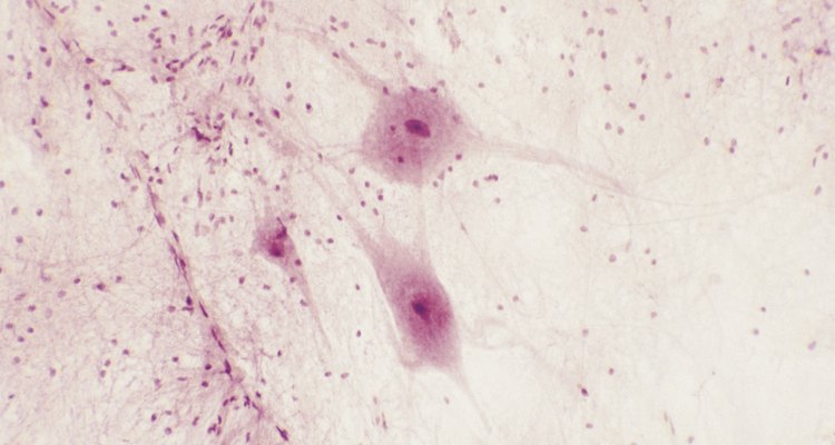 Receptores são células nervosas que enviam sinais