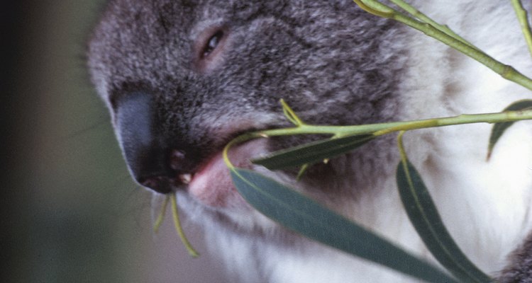 Un coala consumiento hojas de eucalipto.