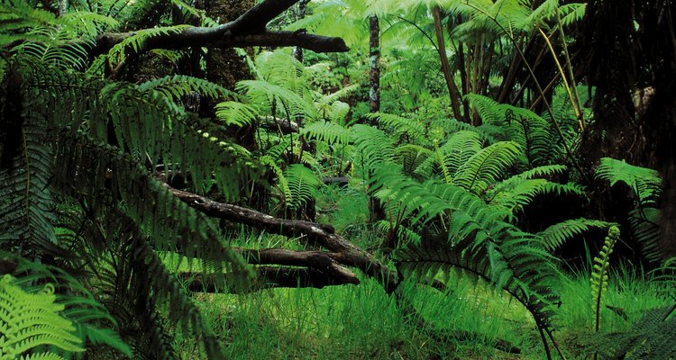 Durante los primeros años la Albizia necesita riego abundante.