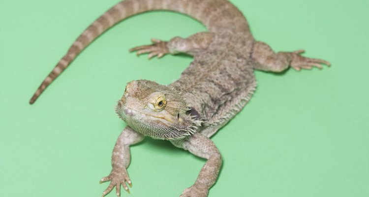 Bearded dragons can grow up to 24 inches in length.