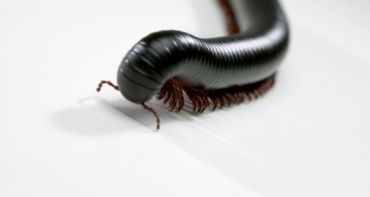 Aprenda a melhor maneira de eliminar piolhos de cobra da sua casa