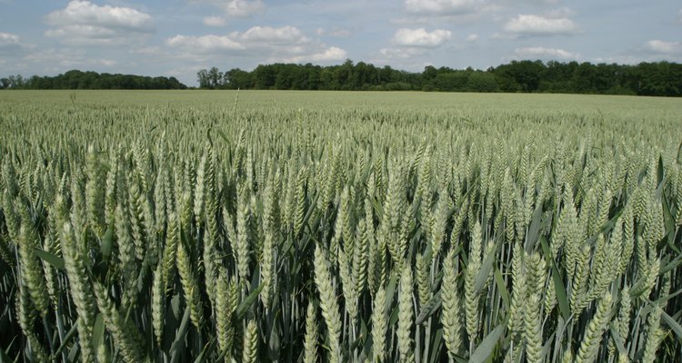 Ripening wheat, not yet ready for harvest.