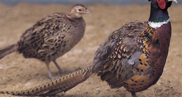 You can use pheasant feathers as a craft material.