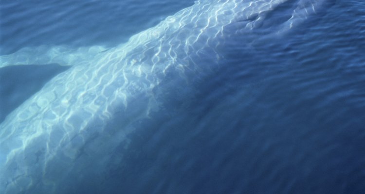 Las ballenas azules son mamíferos gigantes.
