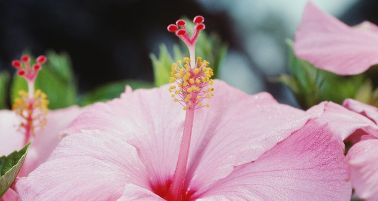 Los pareos hawaianos a menudo tienen flores de hibisco.