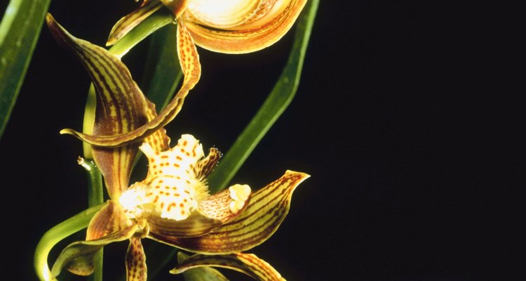 Hay más de 25.000 especies de orquídeas por todo el mundo.