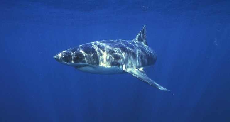 El gran tiburón blanco fue elegido como la especie de tiburón mortal para la película "Tiburón".