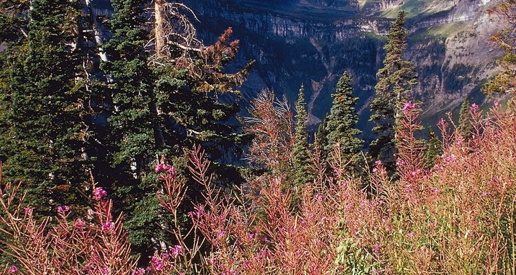 Glacier National Park está a un fácil día de viaje desde Kalispell.