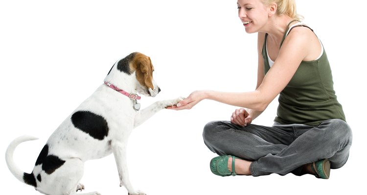 Check your dog's paws regularly for damage or swelling.