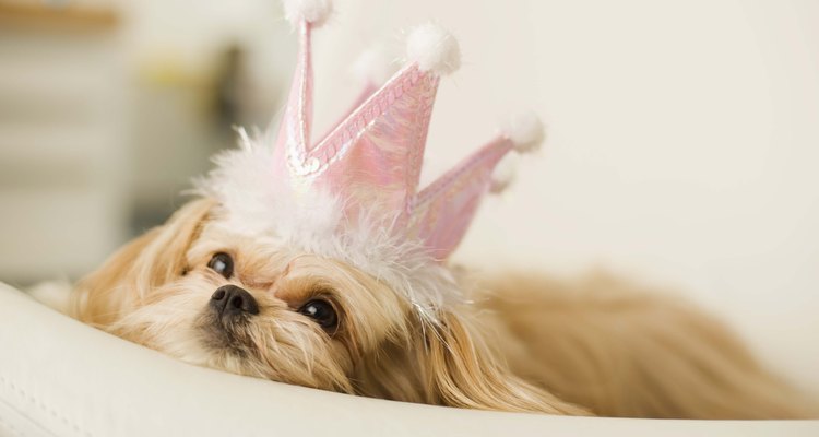Con un poco de creatividad y tiempo, puedes hacerle a tu perro un traje del que estarás orgullosa.