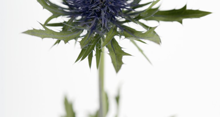 Las salvias pueden ser de autosiembra; si no es deseada, impídela quitando las flores muertas.