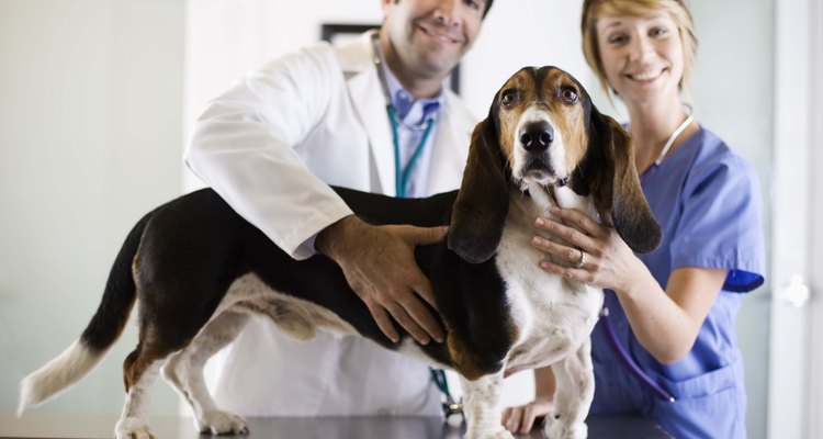 Los veterinarios pueden pedir una muestra de materia fecal de un perro.
