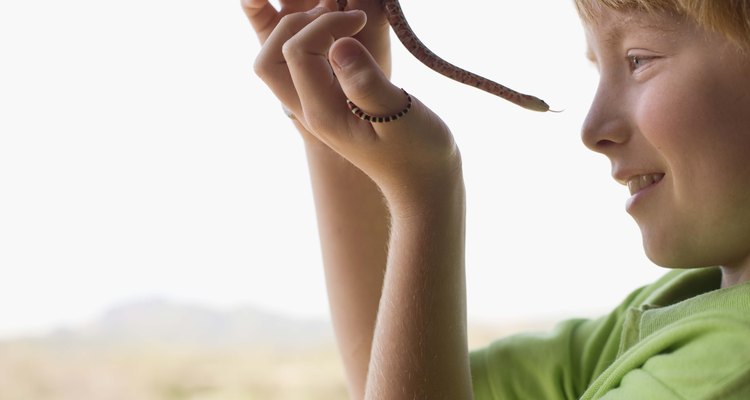 El tipo de alimento para tu serpiente depende de su tamaño.
