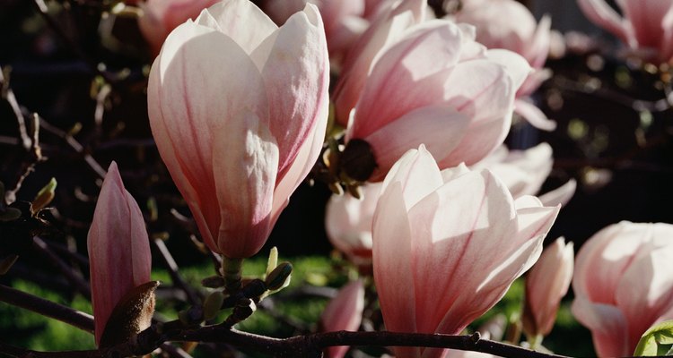Provee a tu árbol de magnolia lo que necesita para crecer apropiadamente y florecer profusamente.