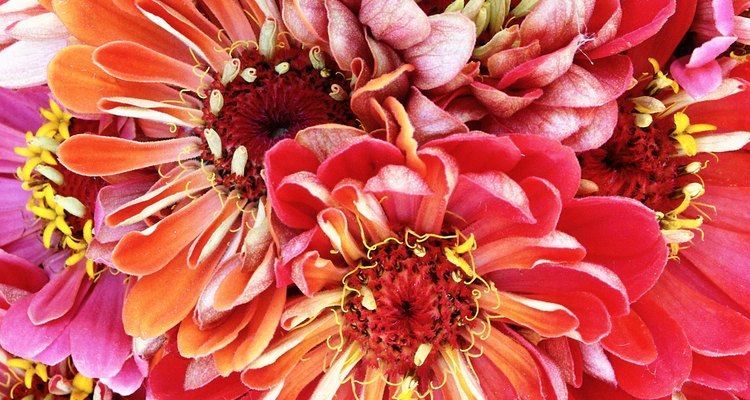 Variegated colours of dahlias provide garden interest.