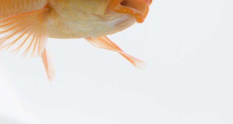 El carpín es un popular pez usado como mascota.