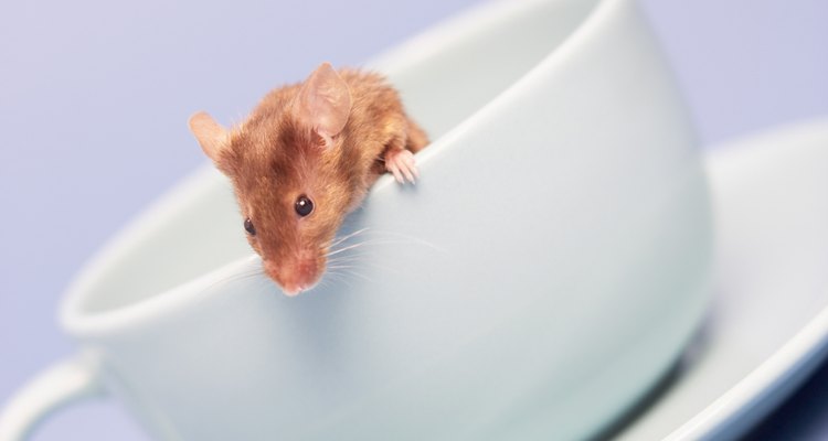 La orina de los ratones silvestres contiene virus peligrosos.