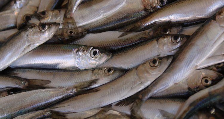 Las anchoas son una fuente de alimento común para muchos tipos de atún.
