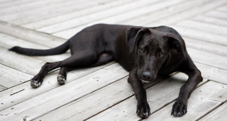 El labrador retriever es un perro que tiene doble pelaje.