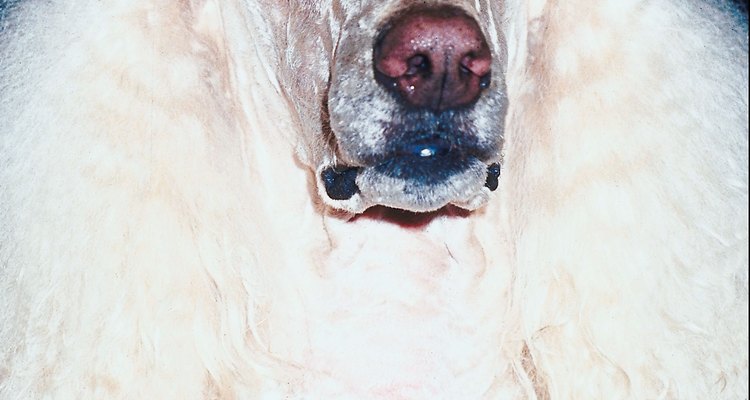 Poodles may sport a wide variety of clip styles.