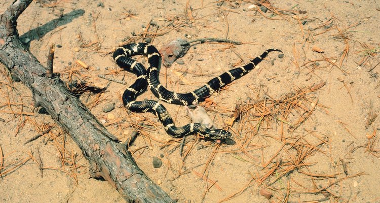 A cobra real californiana tem listras brancas características de sua espécie