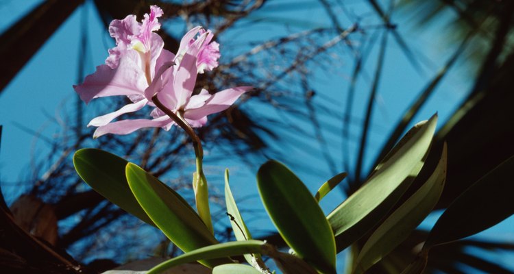 As orquídeas crescem extremamente bem quando plantadas no esterco de cavalo