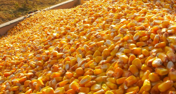 Não alimente seus pintinhos até que eles estejam mais velhos